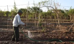 Làng đào Nhật Tân trồng hoa cúc, su hào để bán Tết